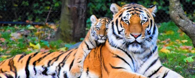 一只老虎还是一头老虎 一只老虎还是一头老虎哪个更好