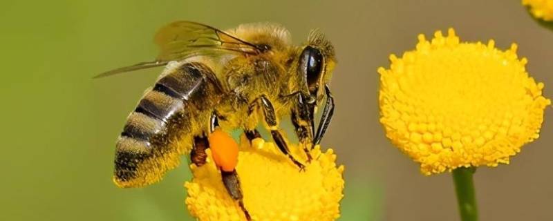 蜂有哪几种 蜂有哪几种有毒