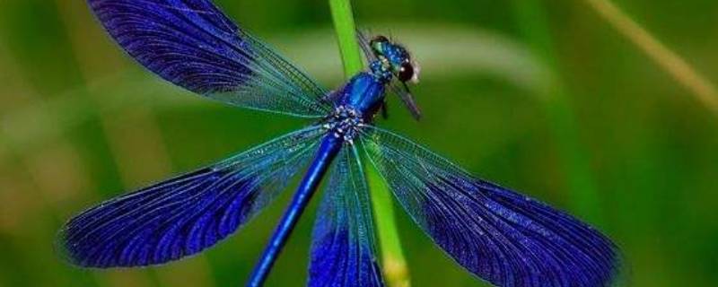 蓝色的蜻蜓稀有吗 蓝色的蜻蜓值钱吗