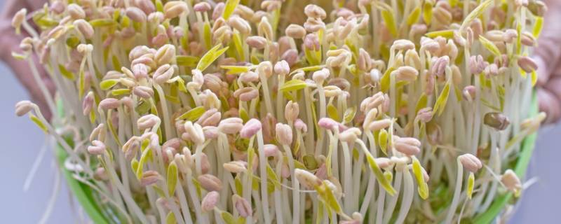 绿豆一般几天发芽（绿豆几天发芽?）