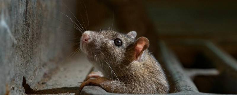 家里老鼠多怎么办能除根 家里有一只老鼠怎么办能除根