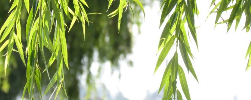 柳树的外形特点 柳树的外形特点二年级