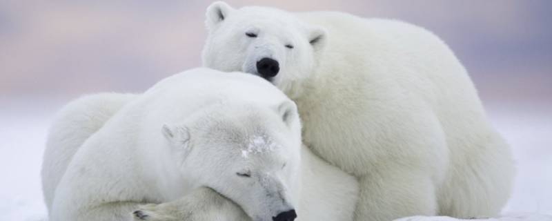 北极熊的家住在哪里 北极熊的家在什么地方