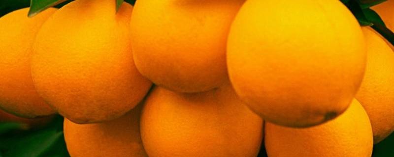 橙子怎么保存的时间长 橙子如何保存时间更长