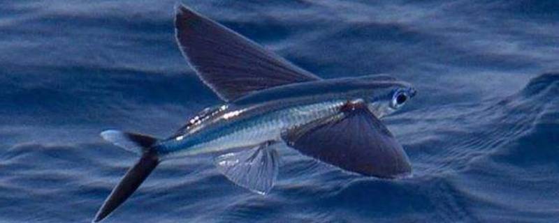 海洋中是否存在会飞的鱼 海洋中存在会飞的鱼吗?