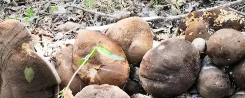 杨树下的蘑菇是什么蘑菇（长在杨树林里的蘑菇叫什么蘑菇?）