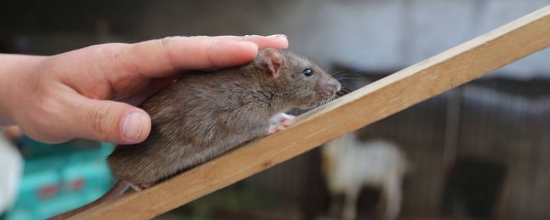 老鼠寿命一般多少年 老鼠的寿命是几年?