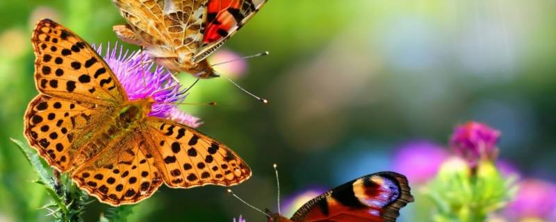 蝴蝶是鸟类吗 蝴蝶跟鸟是一类的吗
