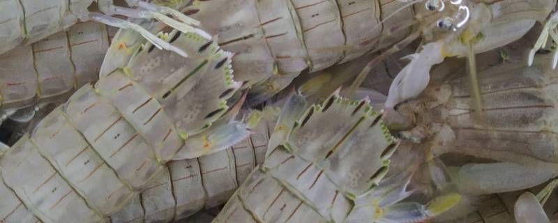 皮皮虾怎样保存放的时间长 生皮皮虾怎么保存时间长
