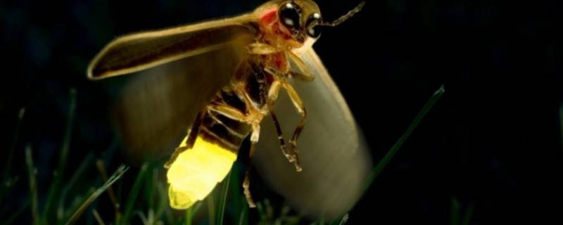 萤火虫的寓意和象征 萤火虫的寓意和象征意义