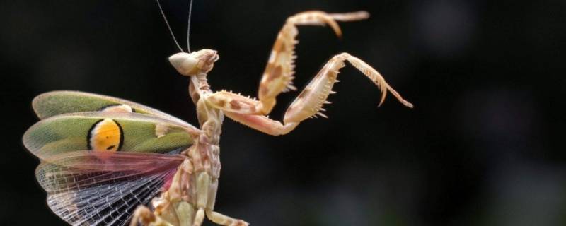 每个螳螂都有铁线虫吗（是不是每个螳螂都有铁线虫）