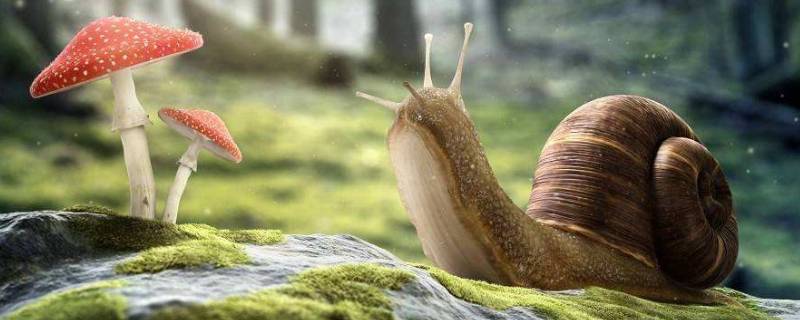 蜗牛能活多久（普通蜗牛能活多久）