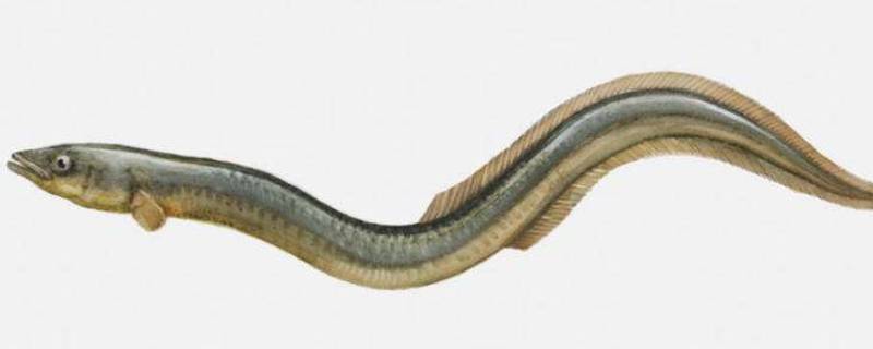 河鳗蒸多少时间 用蒸笼蒸河鳗蒸多少时间