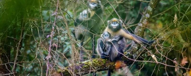 金丝猴贵州省武陵山脉什么山 金丝猴在贵州省武陵山脉什么山