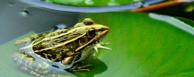 青蛙的身体分为哪三部分 青蛙的身体分为哪三个部分