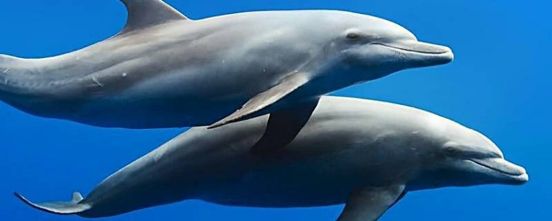 海豚的鼻子有什么作用 海豚的鼻子是用来干什么的