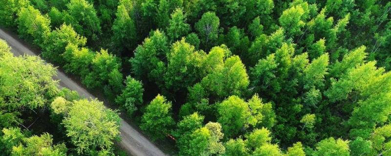 森林碳汇是指什么（森林碳汇是指什么填空题）
