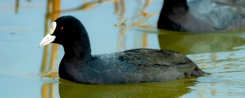 白骨顶鸡是保护动物吗 白骨顶鸡是候鸟吗