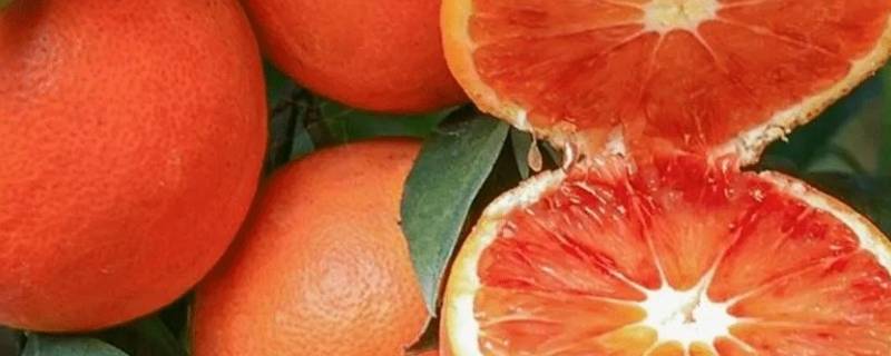 血橙是几月份的水果（血橙是什么时候的水果）