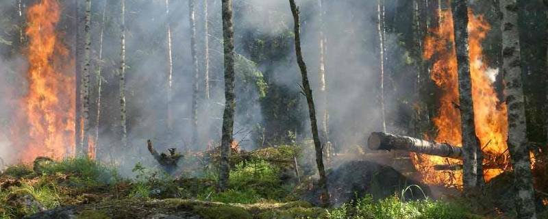 森林防火的措施 森林防火的措施有哪些