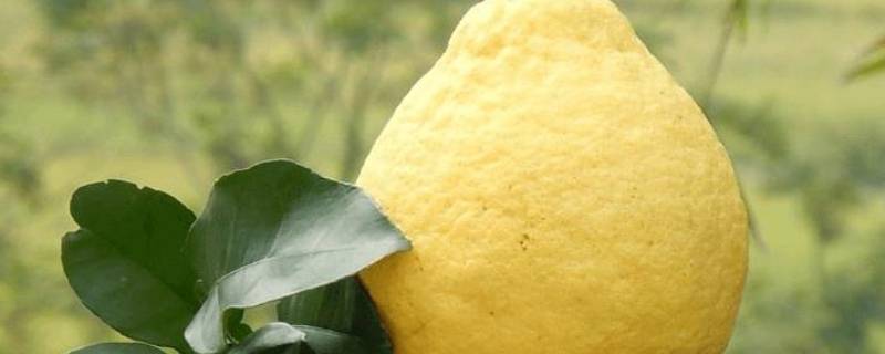 柚子要放冰箱吗 柚子要不要放冰箱