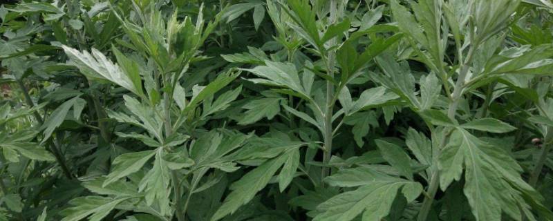 青蒿长什么样 青蒿长什么样子起什么作用