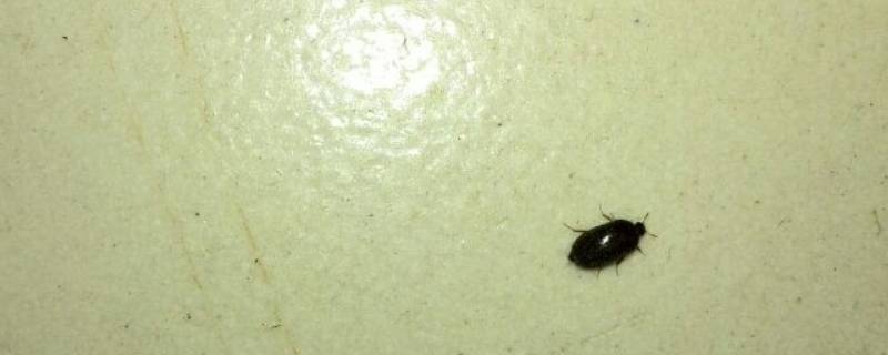 衣柜里有黑色的小虫子是啥（衣柜里有黑色的小虫子是啥细细的）