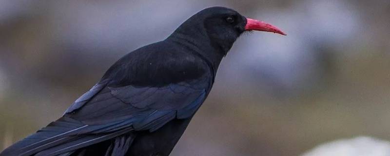 松赞林寺的黑鸟是什么（松赞林寺黑色的鸟是什么鸟）