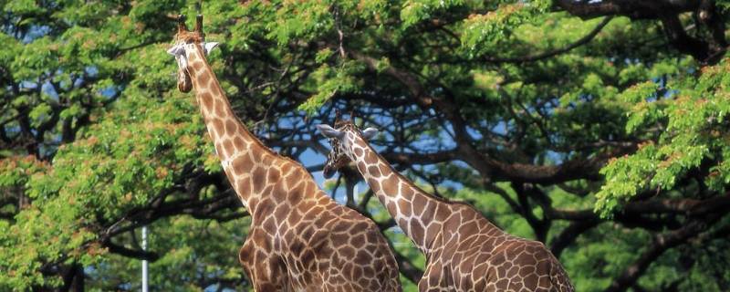 长颈鹿的脖子像什么 长颈鹿的脖子像什么似的
