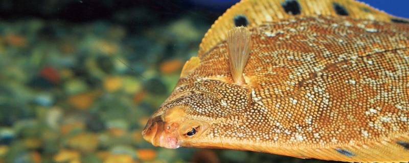 石夹子鱼是什么鱼 石夹子鱼是野生的吗