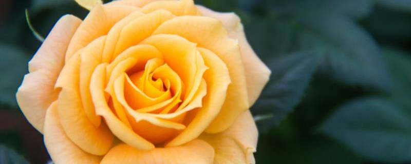 黄玫瑰花语的准确意思 黄玫瑰花语花语