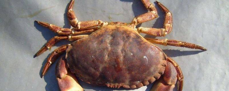 节肢动物的附肢包括什么（节肢动物的附肢包括什么和什么）