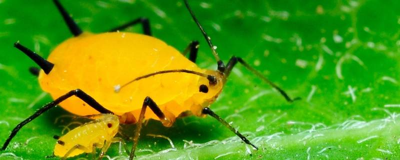 蚜虫真的是虫子吗 蚜虫真的是虫子吗蚂蚁森林