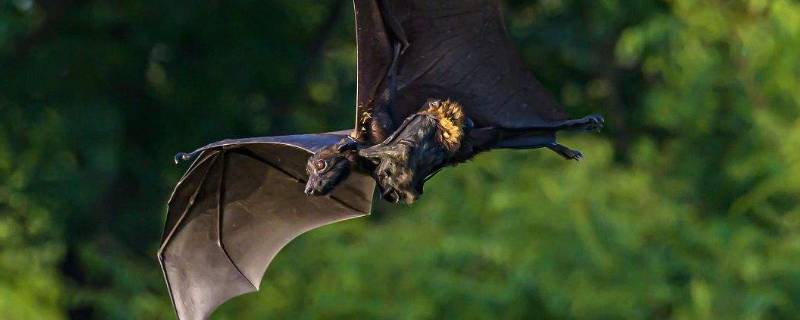 蝙蝠会趁人睡觉咬人吗 睡觉的时候蝙蝠飞进来会咬人吗