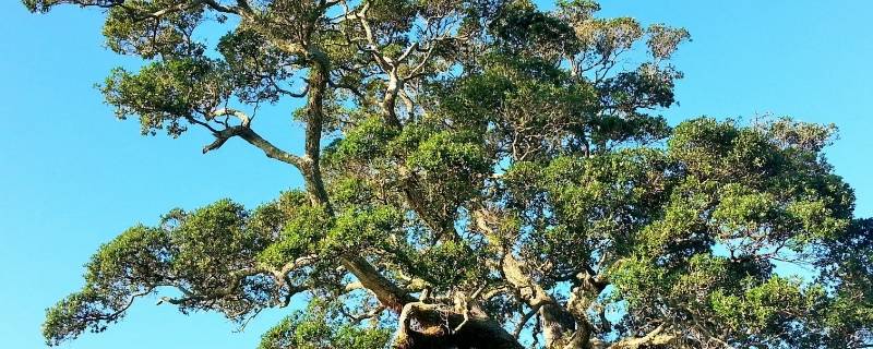 动植物过冬的方式有哪些 动植物的过冬方式有哪些?