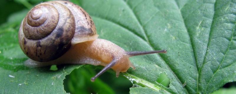 蜗牛的寿命一般有多长 蜗牛的寿命有多长?