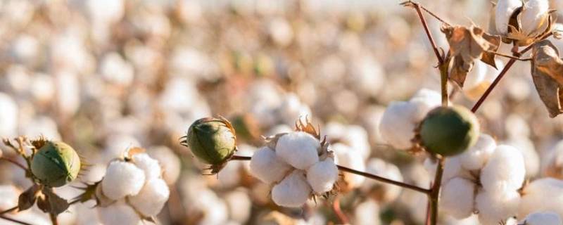 棉花能水洗不 棉花可以水洗嘛