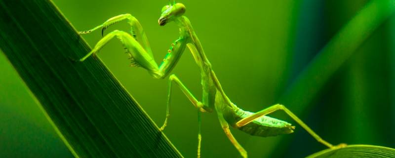 螳螂眼睛变黑是怎么回事（螳螂眼睛变黑了）