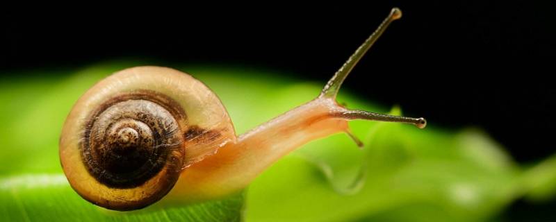 蜗牛具有哪四种感觉 蜗牛具有哪四种感觉但没有哪种感觉