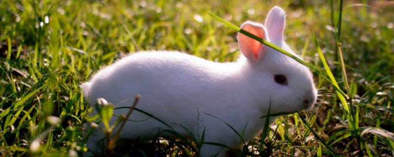 小白兔的外形特点和生活特征 小白兔的外形特点和生活特征用上说明方法