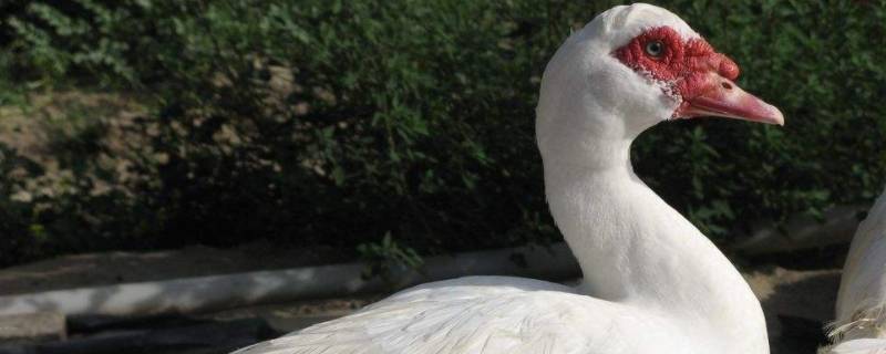 像鸭子又像鹅的家禽叫什么 又像鸭子又像鹅的禽类叫什么