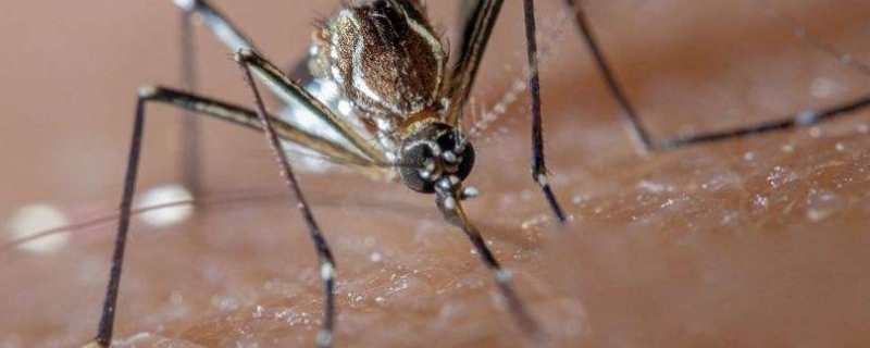 如何消灭蚊子（如何消灭蚊子幼虫）