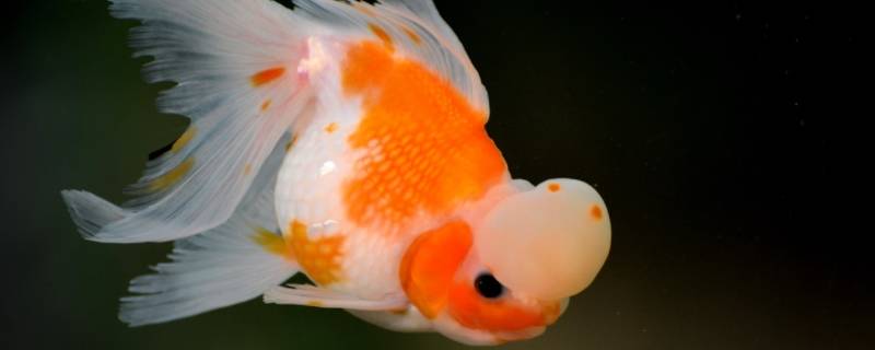 小金鱼的特点（小金鱼的特点是什么）