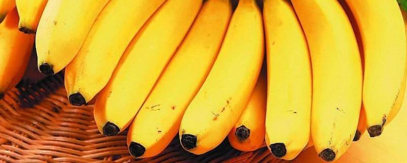 香蕉是高糖水果吗（香蕉属于高糖水果吗）