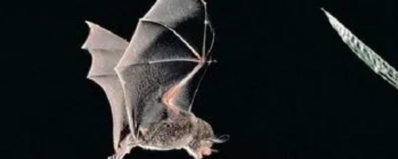 蝙蝠是恒温动物吗 蝙蝠是恒温还是变温动物