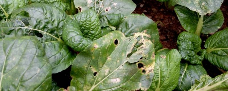 青菜有虫用什么方法可以杀虫 怎样除菜青虫