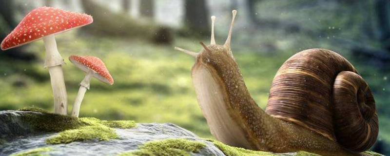 蜗牛的食物 蜗牛的食物图片简笔画