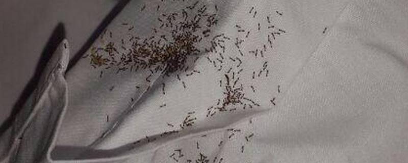 为什么床上会有蚂蚁（为什么床上会有蚂蚁一样的小虫）