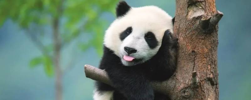 温顺可人的动物（温顺可人的动物指什么肖）