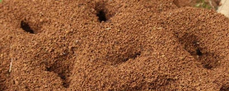 蚂蚁的巢是什么样的 蚂蚁的巢是什么样的图片